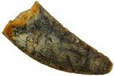 Serrated, Raptor Tooth - Real Dinosaur Tooth #233007-1
